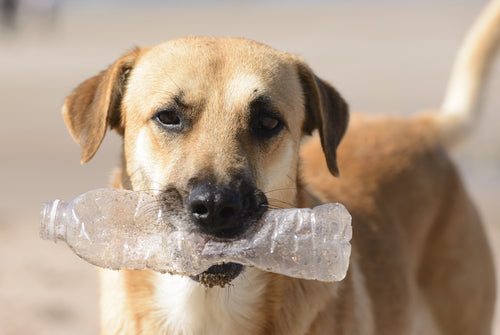 dog water bottle for walk doggie doggy pooper scooper waste frenchie mascotas husky poodle travel accessories pet essentials