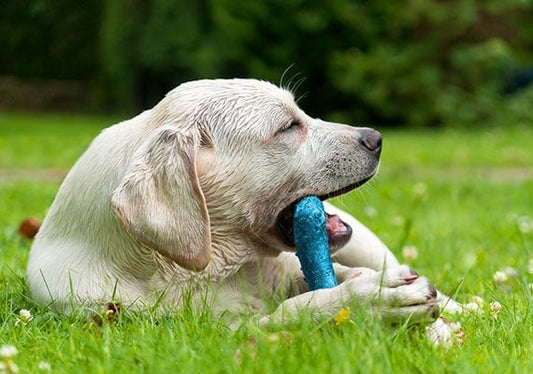 Why do Dogs Like Chew Toys?