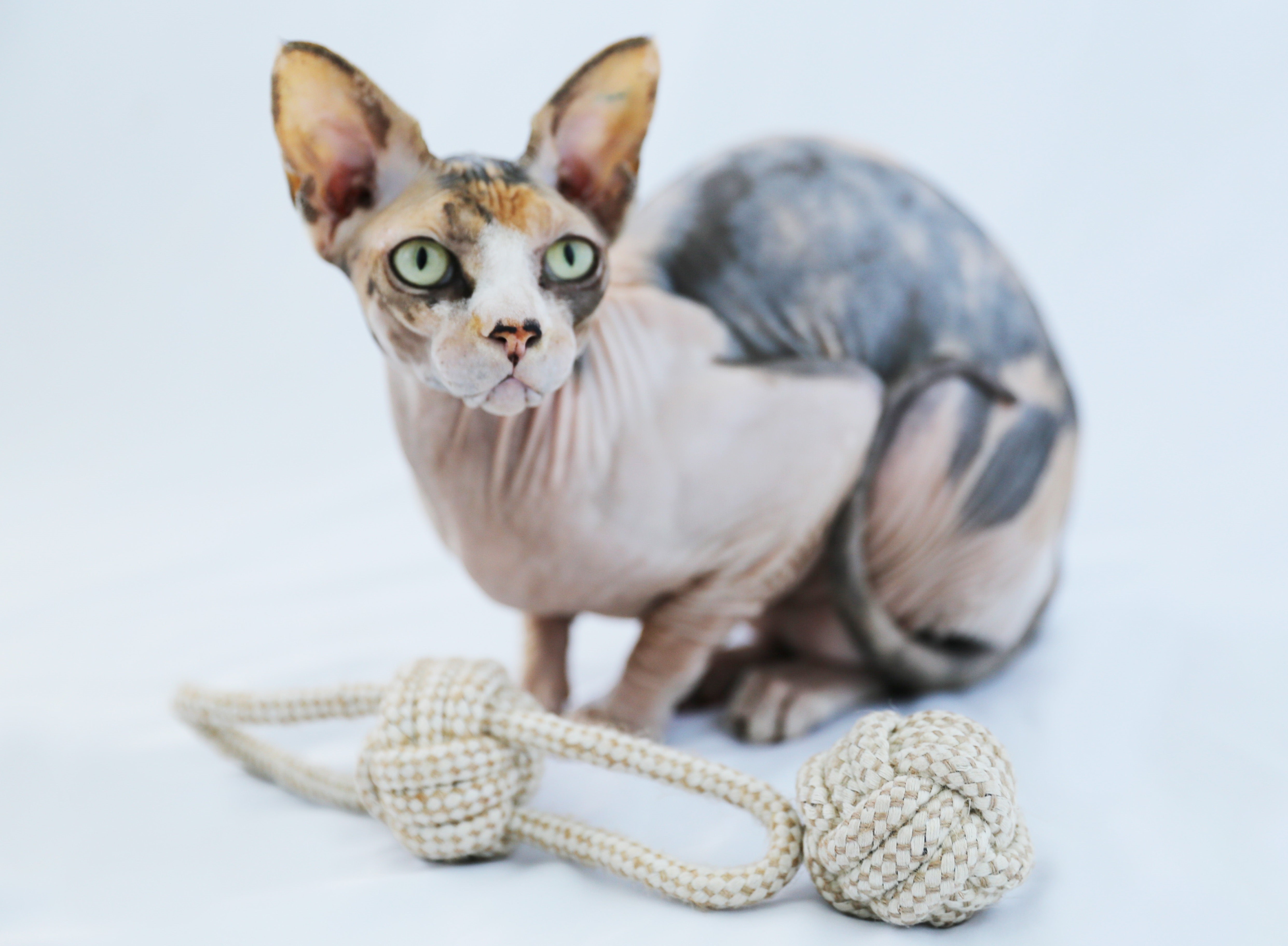 Do Cats Need Chew Toys Kiizys do-cats-need-chew-toys-kiizys