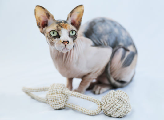 cat dog dental chew toys stimulation essentials durable FDA approved stimulating mental boredom rope tug of war