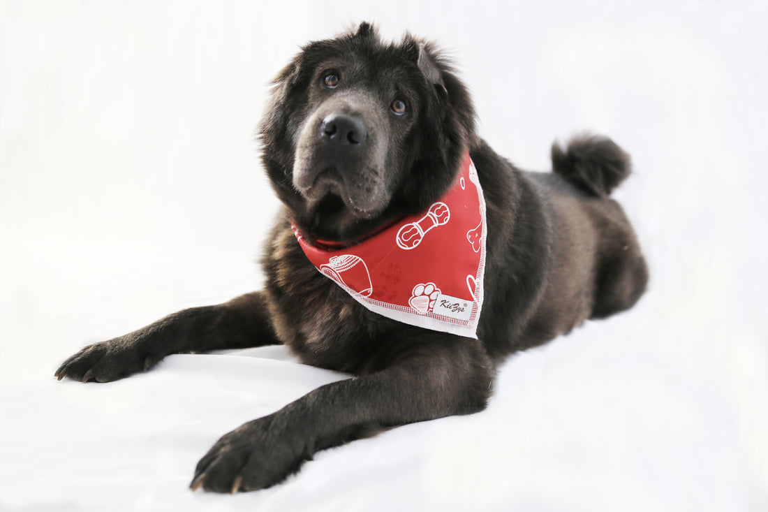 Red bandana for dogs Cat Rabbit Bunny hamster Birthday Gifts Christmas Present for pet parents travel essentials apparel accessories