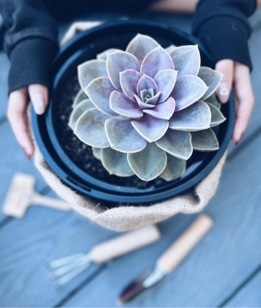 decorative planter decorative planters decorative planterpots decorative pots decorative pot decorative pots pot plants of instagram pot plant pot plants pot planter pot plant love pot plant bags pot plant cover pot plant holder pot plants everywhere po