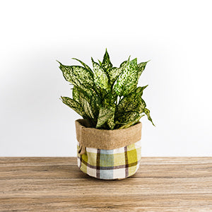 cover for potted plants KiiZYs - House Plant Pot Covers (5' 6' 8' Inch)